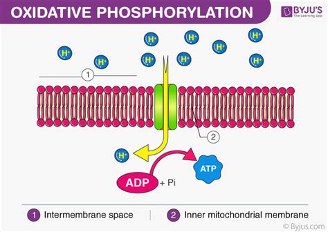 what compound receives electrons from nadh|7.11: Oxidative Phosphorylation .